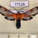 77126p Arctiidae Lepidoneiva cingulatum Panama $12