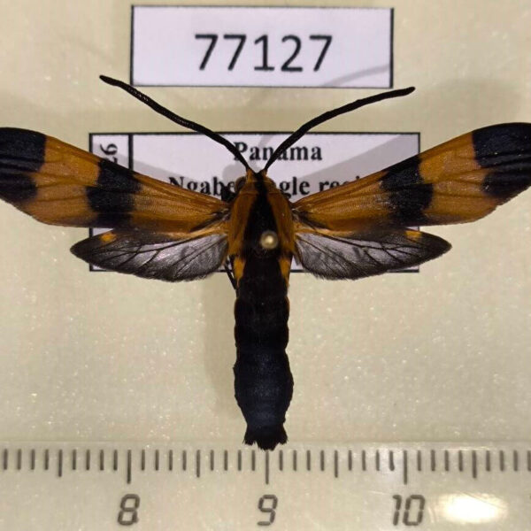 Arctiidae Correbia undulata Panama