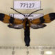 77127p Arctiidae Correbia undulata Panama $9