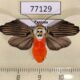 77129p Arctiidae Ischnognatha leucapera f Panama $20