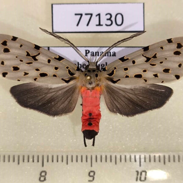 Arctiidae Eucereon formosum Panama
