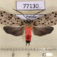 77130p Arctiidae Eucereon formosum Panama $10