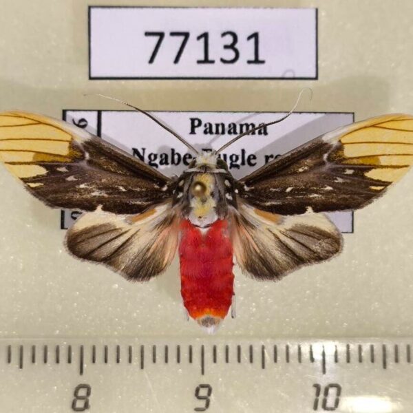 Arctiidae Scaptius vinasia Panama