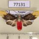 77131p Arctiidae Scaptius vinasia Panama $15