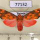 77132p Arctiidae Melese flavimaculata f Panama $12
