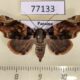 77133p Noctuidae Parangitia sp. carneopicta Panama $7
