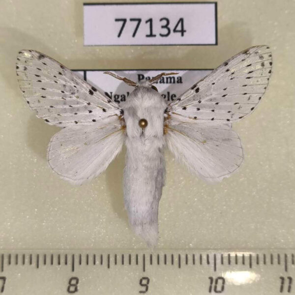 Lasiocampidae Artace pelia Panama
