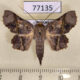 77135p Noctuidae Gonuris flaminia Panama $8