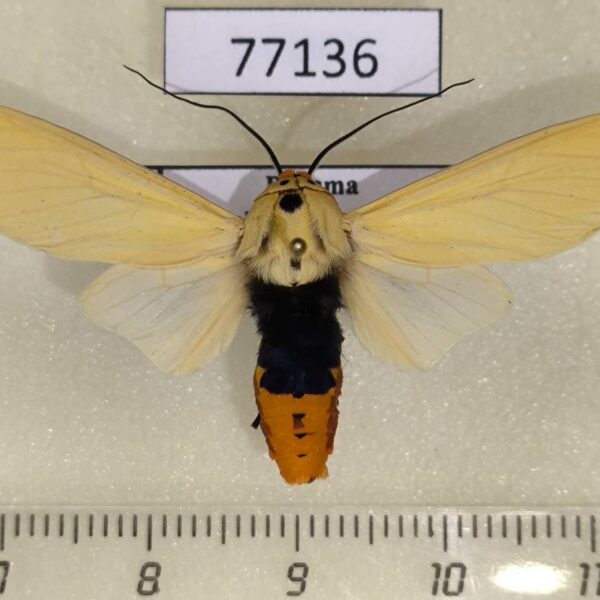Arctiidae Selenarctia elissa Panama
