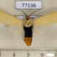 77136p Arctiidae Selenarctia elissa Panama $13