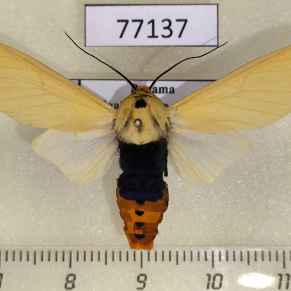 Arctiidae Selenarctia elissa Panama