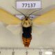 77137p Arctiidae Selenarctia elissa Panama $13