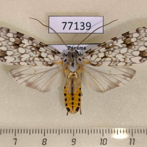 Arctiidae Carales astur Panama