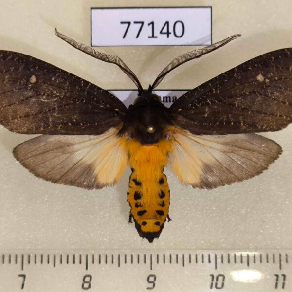 Arctiidae Sychesia dryas Panama