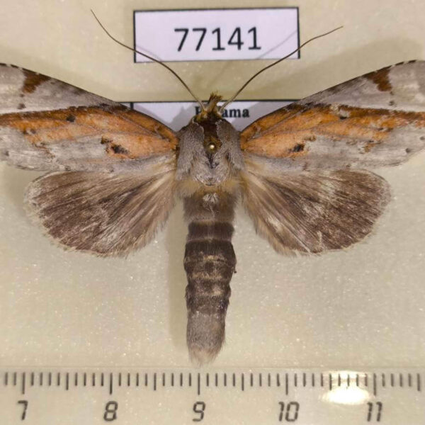 Notodontiidae Calledema humboldti Panama