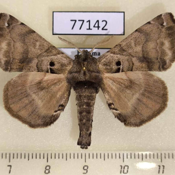Apatelodidae Apatelodes adrastia Panama