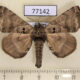 77142p Apatelodidae Apatelodes adrastia Panama $15