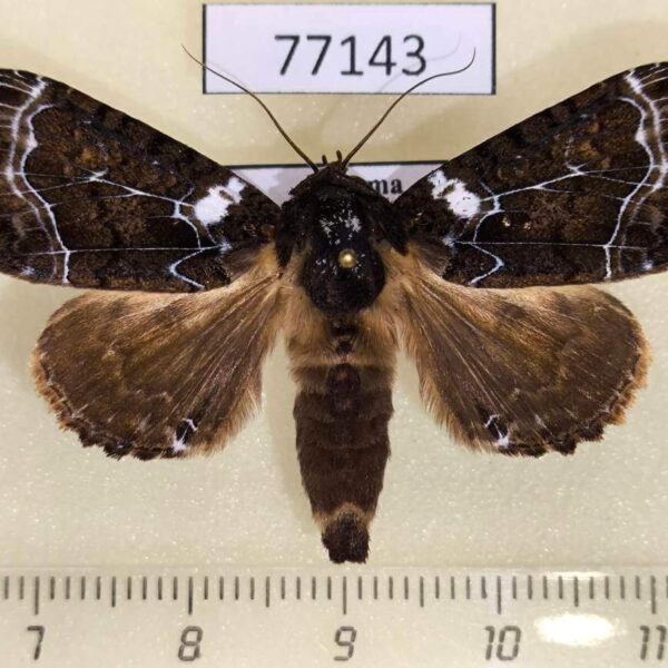 Noctuidae Cropia phila Panama