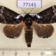 77143p Noctuidae Cropia phila Panama $12