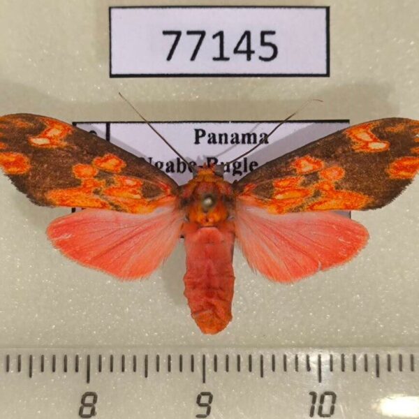 Arctiidae Melese flavimaculata Panama