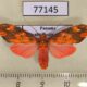 77145p Arctiidae Melese flavimaculata Panama $8