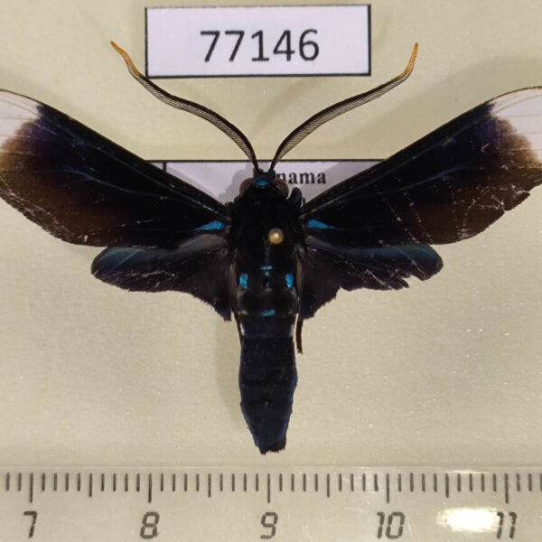 Arctiidae Pterygopterus leucomelas Panama
