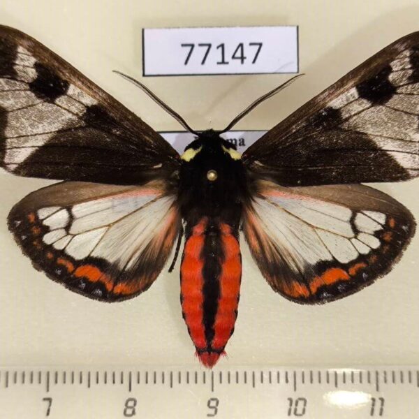 Arctiidae Dysschema panamensis Panama