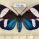77148p Arctiidae Hypocrita reedia Panama $30