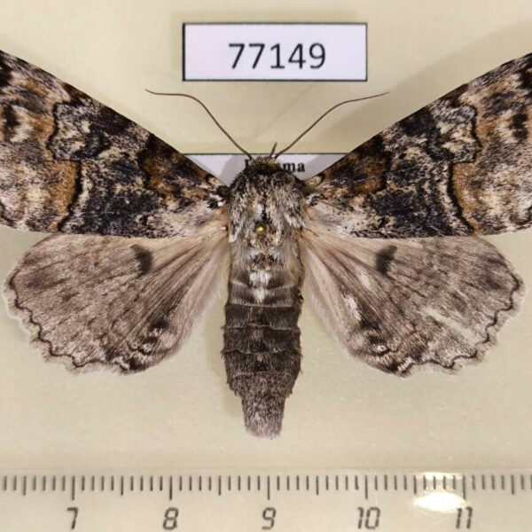 Noctuidae Orodesma pulverosa Panama