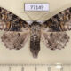 77149p Noctuidae Orodesma pulverosa Panama $15