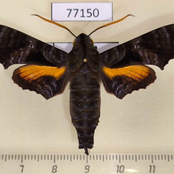 Sphingidae Nyceryx eximia Panama
