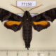 77150p Sphingidae Nyceryx eximia Panama $25