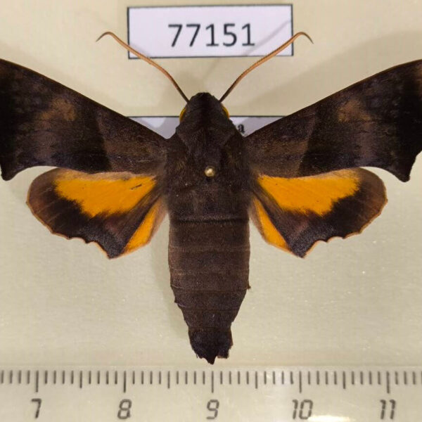 Sphingidae Perigonia stulta Panama