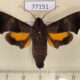 77151p Sphingidae Perigonia stulta Panama $25