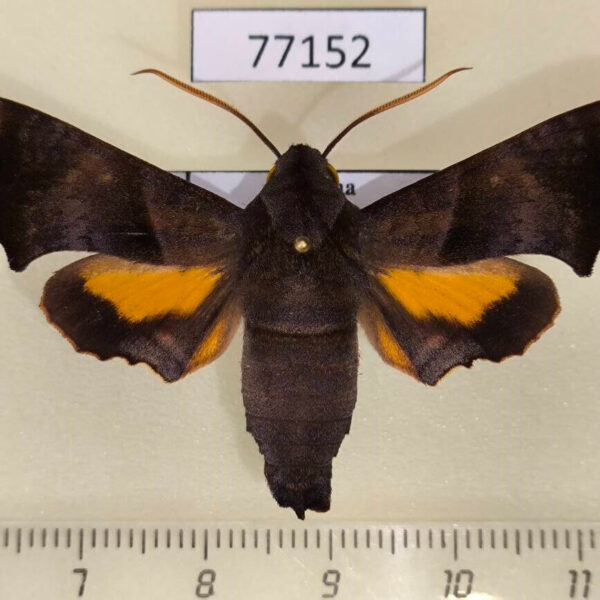Sphingidae Perigonia stulta Panama