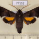 77152p Sphingidae Perigonia stulta Panama $25