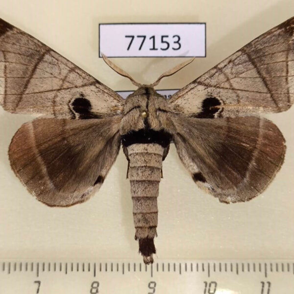 Apatelodidae Apatelodes pandara Panama