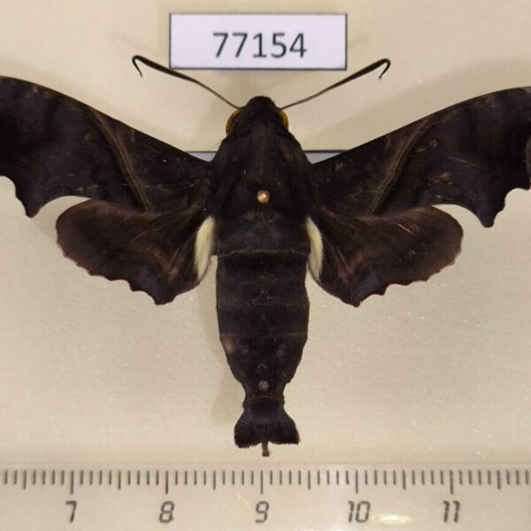 Sphingidae Enyo ocypete Panama