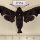 77154p Sphingidae Enyo ocypete Panama $20