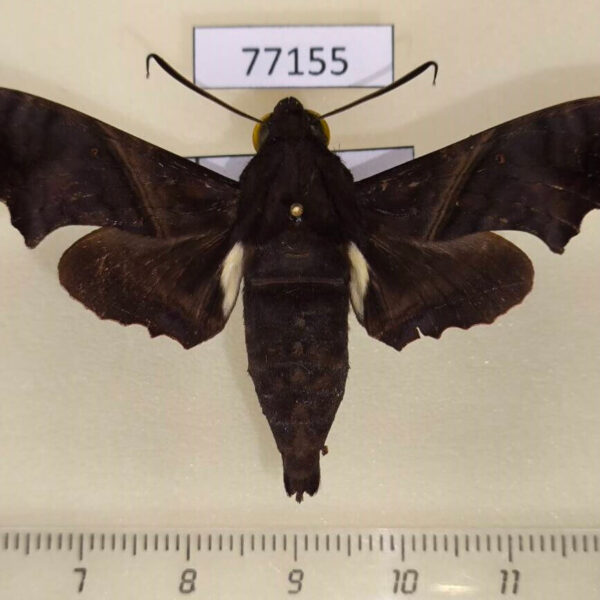 Sphingidae Enyo ocypete Panama