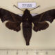 77155p Sphingidae Enyo ocypete Panama $20