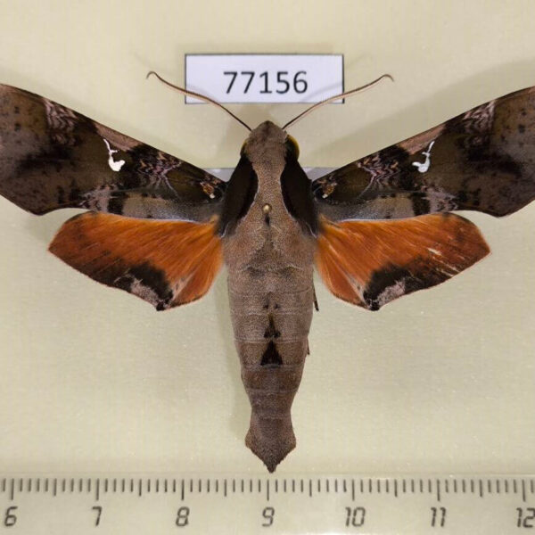 Sphingidae Callionima parce Panama
