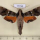 77156p Sphingidae Callionima parce Panama $25