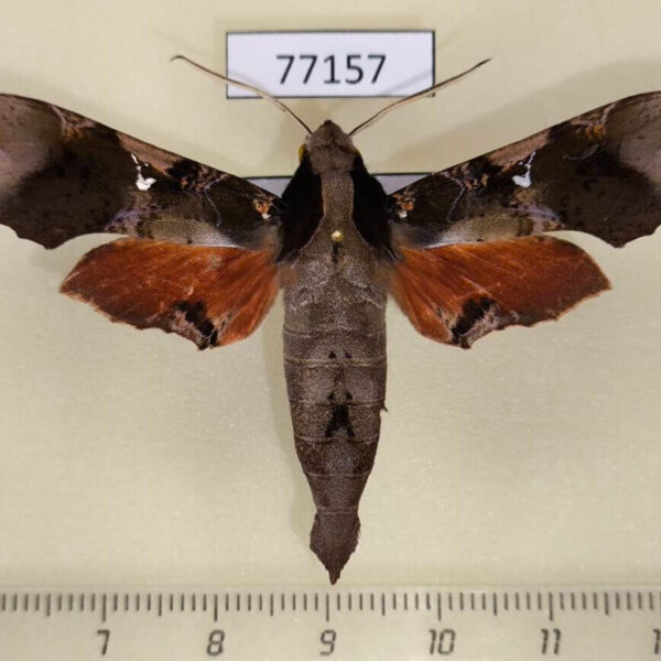Sphingidae Callionima denticulata Panama
