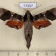 77157p Sphingidae Callionima denticulata Panama $30