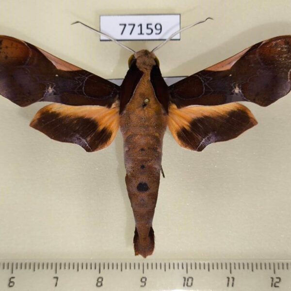 Sphingidae Callionima nomius Panama
