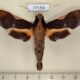 77159p Sphingidae Callionima nomius Panama $15