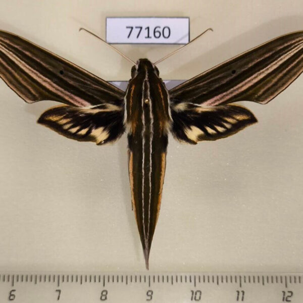 Sphingidae Xylophanes titana Panama