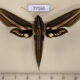 77160p Sphingidae Xylophanes titana $20