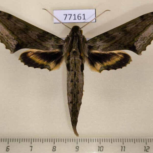 Sphingidae Xylophanes undata Panama